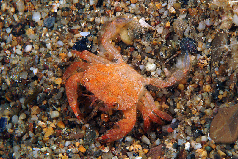 Liocarcinus corrugatus juv.